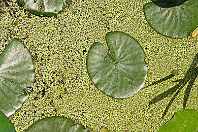 《方舟：生存进化》终极移动版与新DLC “废土之战”12月发布